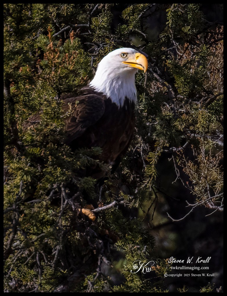 Bald Eagle