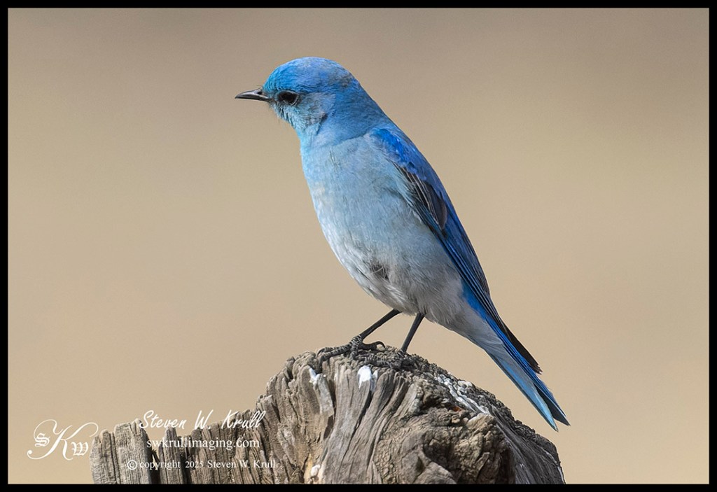 Mountain Bluebird