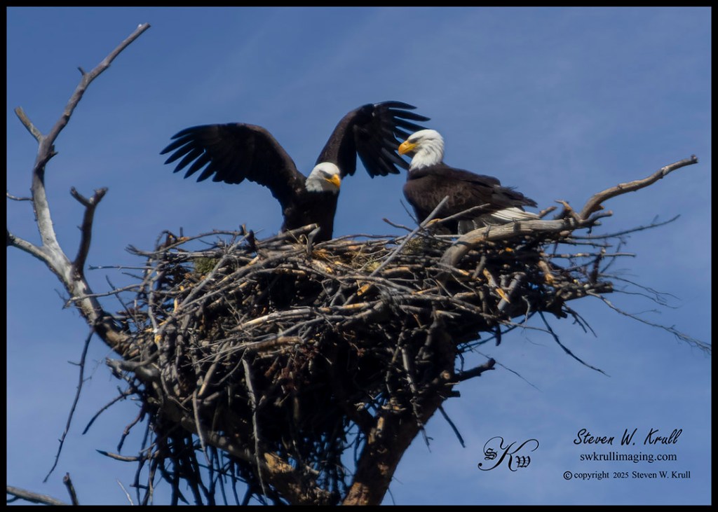 Bald Eagle Nest