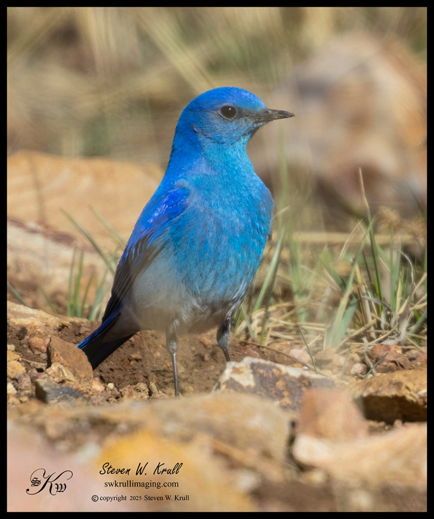 Mountain Bluebird