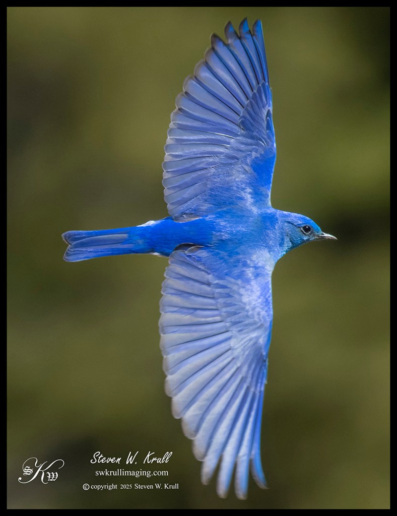 Mountain Bluebird