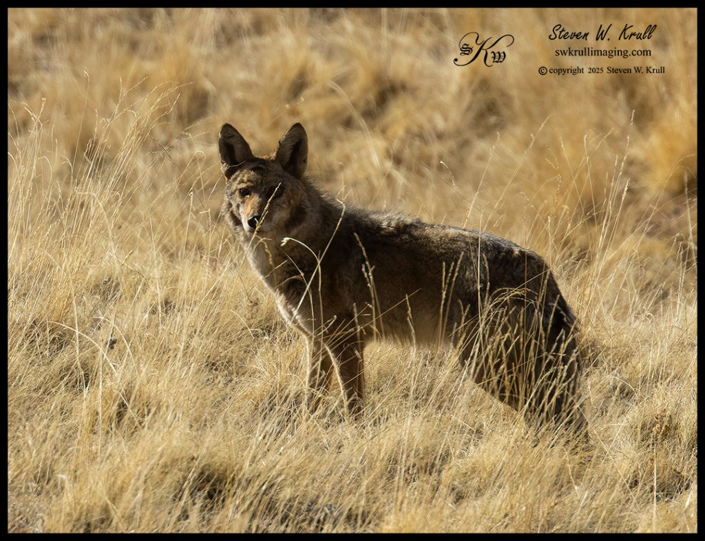 Coyote