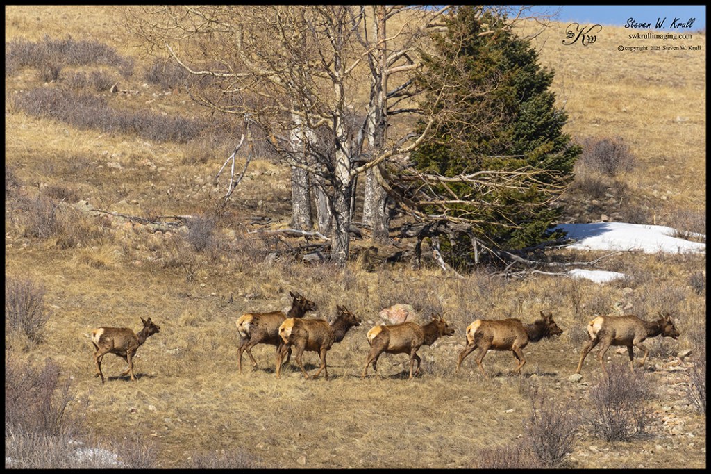 Rocky Mountain Elk