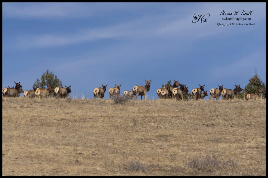Rocky Mountain Elk