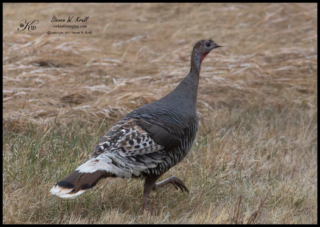 Wild turkey in the Colorado high country