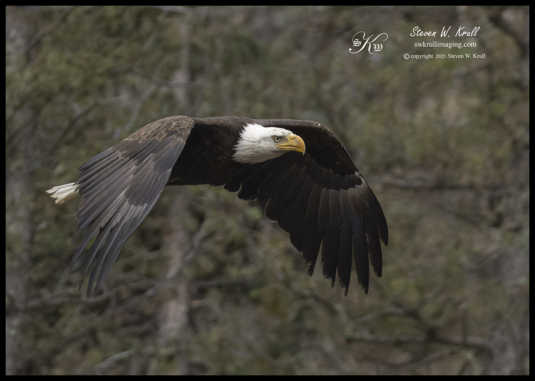 Bald Eagle