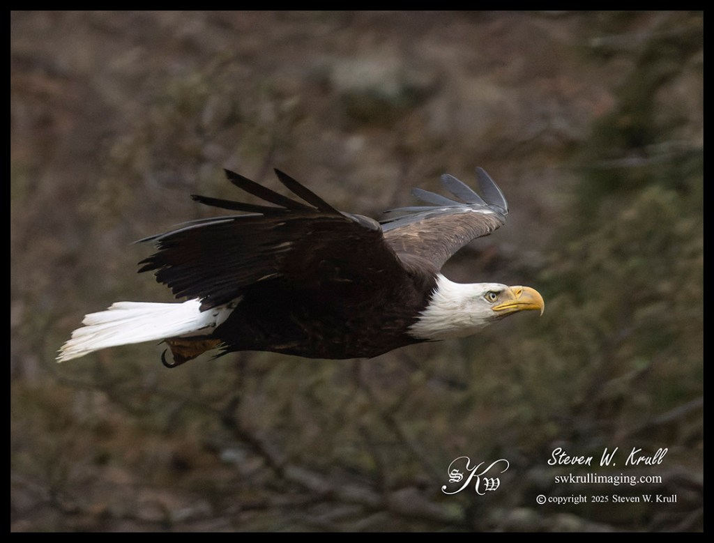 Bald Eagle in Flight