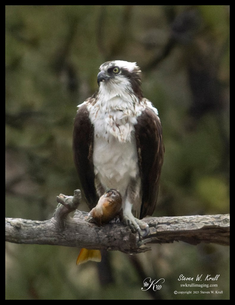 Osprey eating a fish