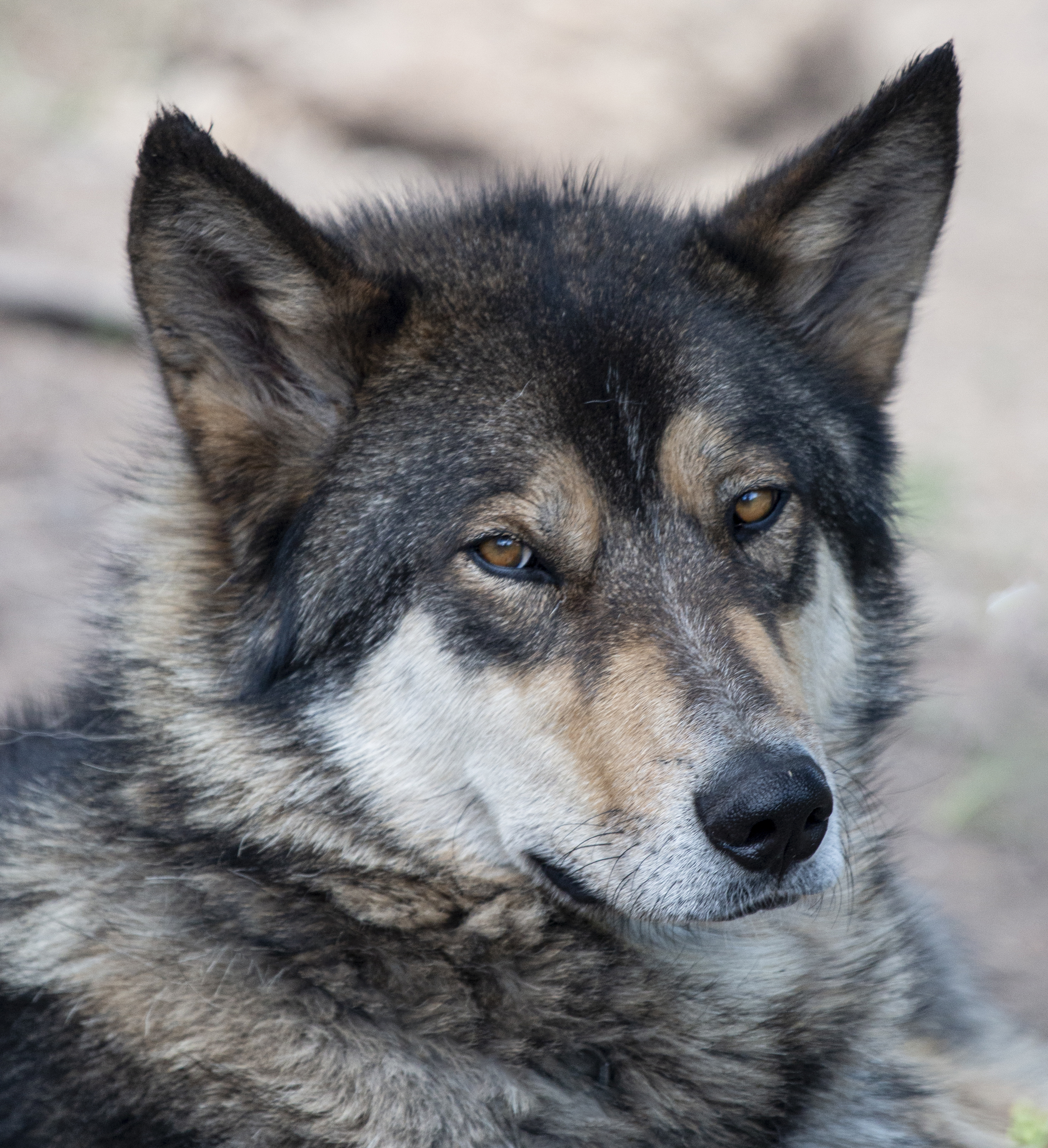 Tour of Rocky Mountain Wildlife Foundation