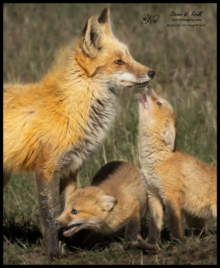 Fox Family