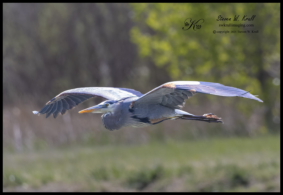 Great Blue Heron