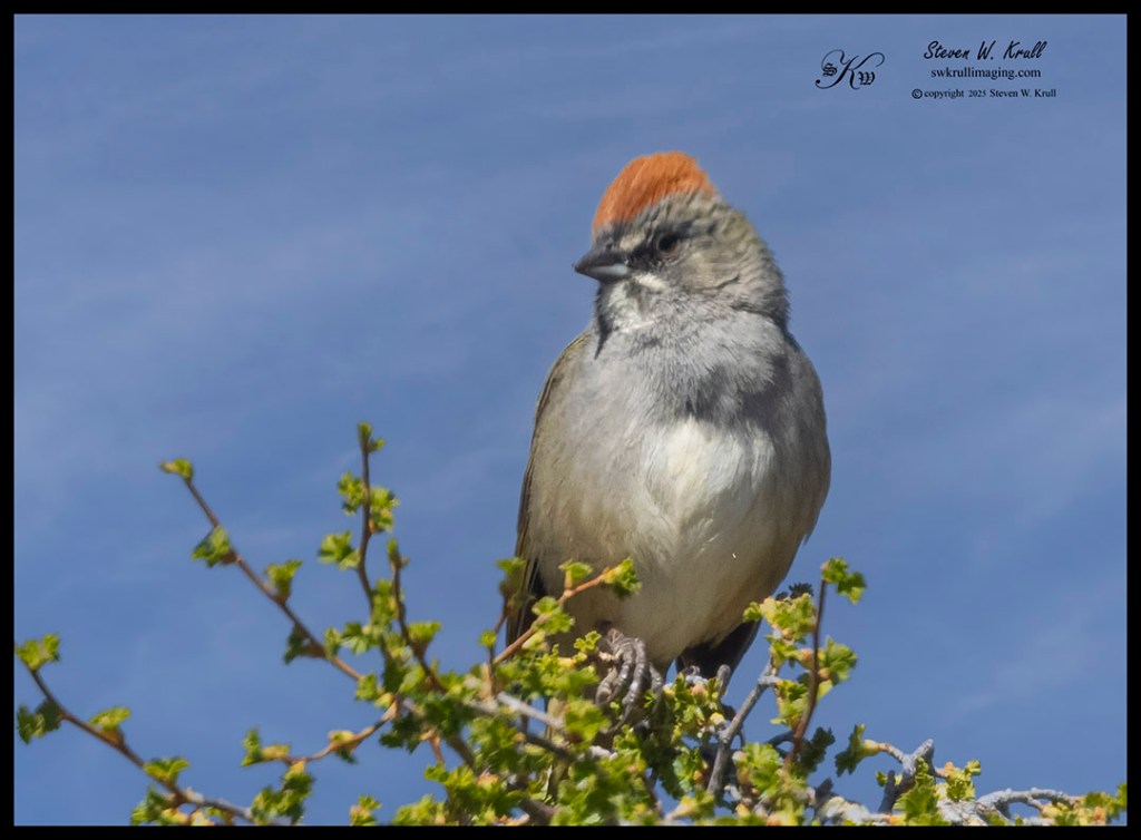 Green-tailed Towhee