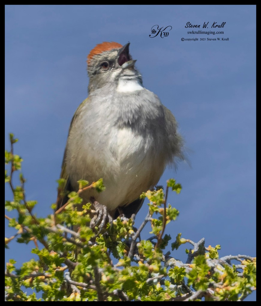 Green-tailed Towhee