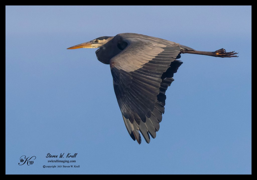Great Blue Heron
