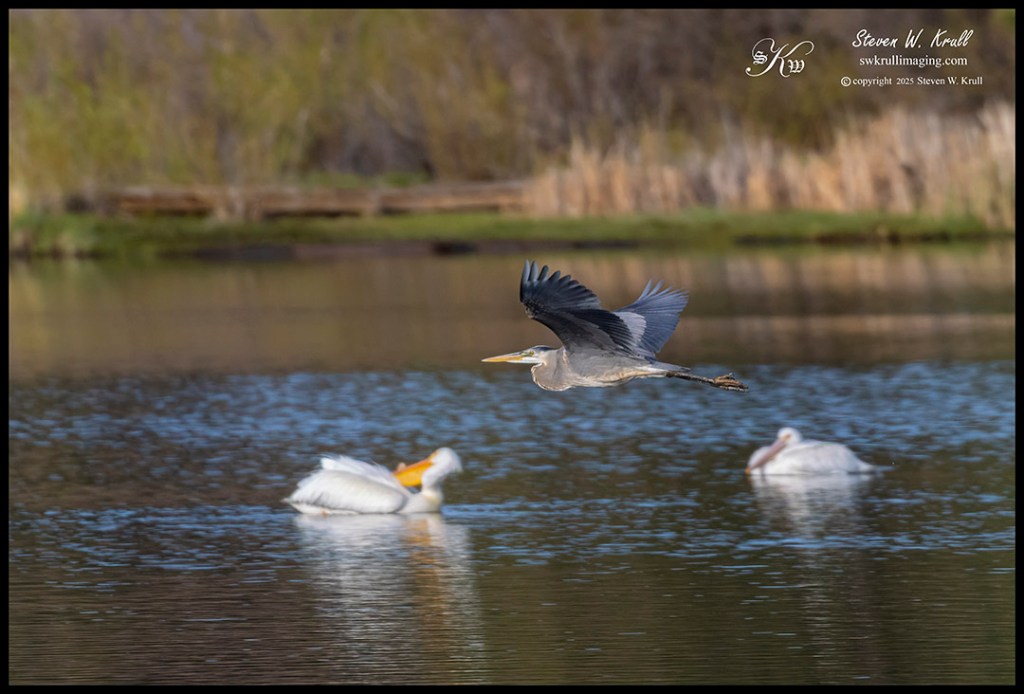 Great Blue Heron
