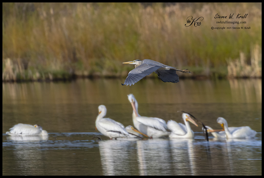Great Blue Heron