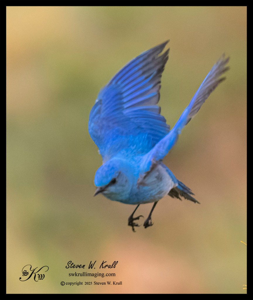 Mountain Bluebird in Flight