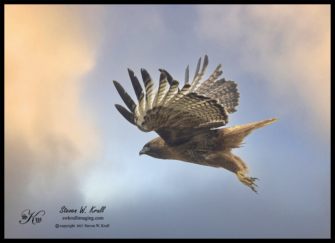 Red-tailed hawk