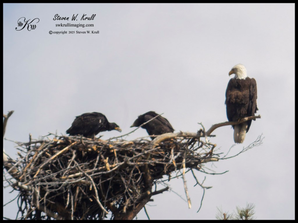 Eaglets in Nest