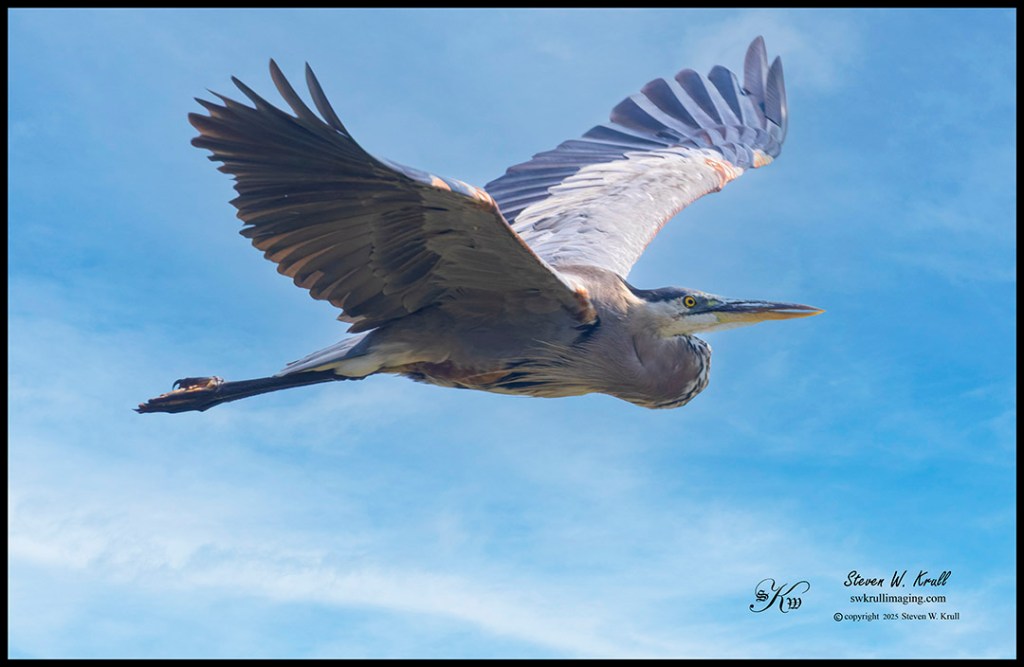 Blue Heron