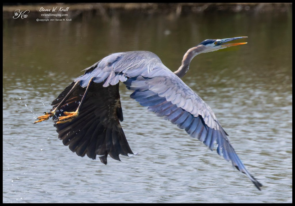 Great Blue Heron