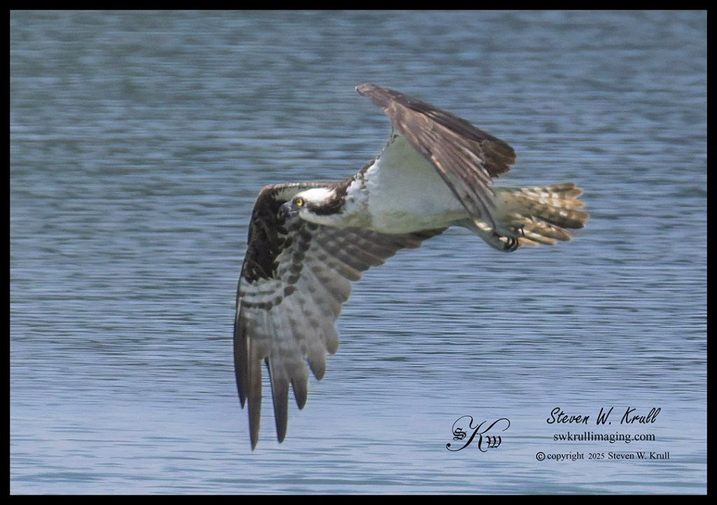 Osprey Fishing