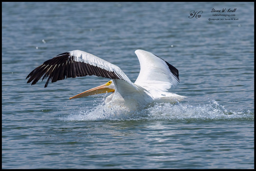 Pelican Landing