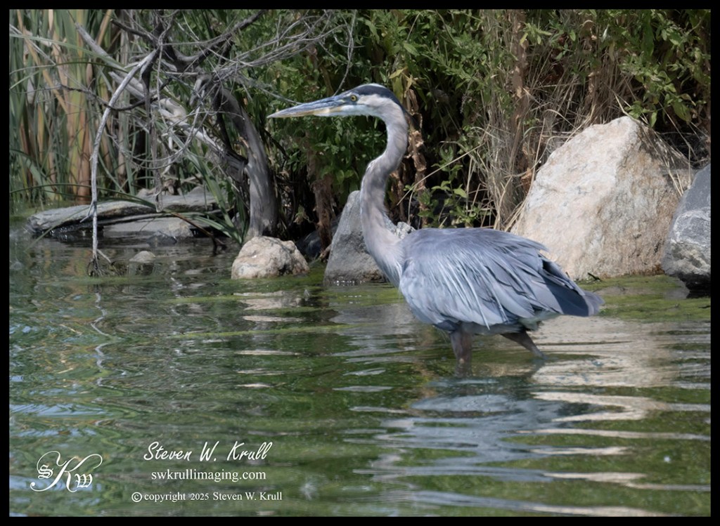 Great Blue Heron
