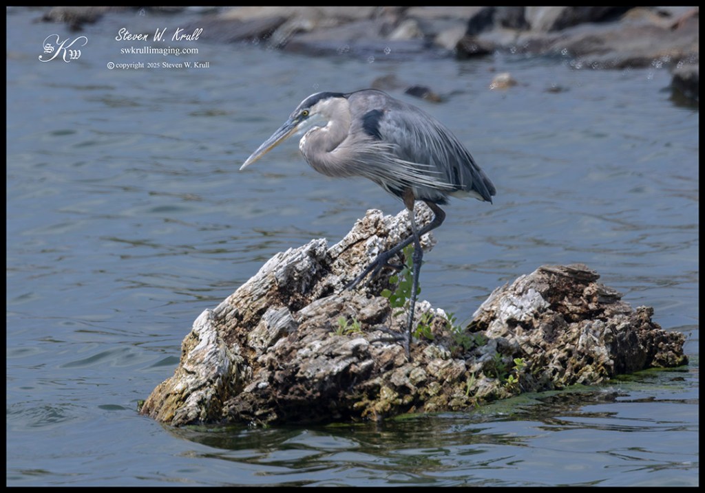Great Blue Heron