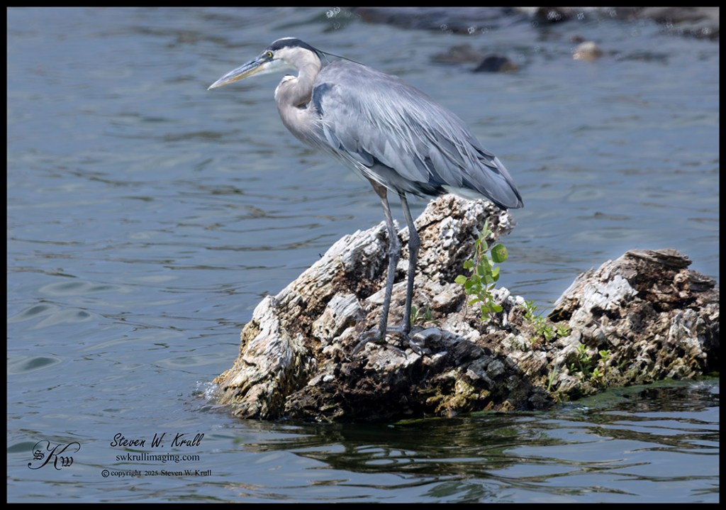 Great Blue Heron