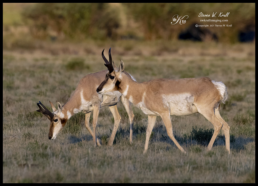 Pronghorn Antelope