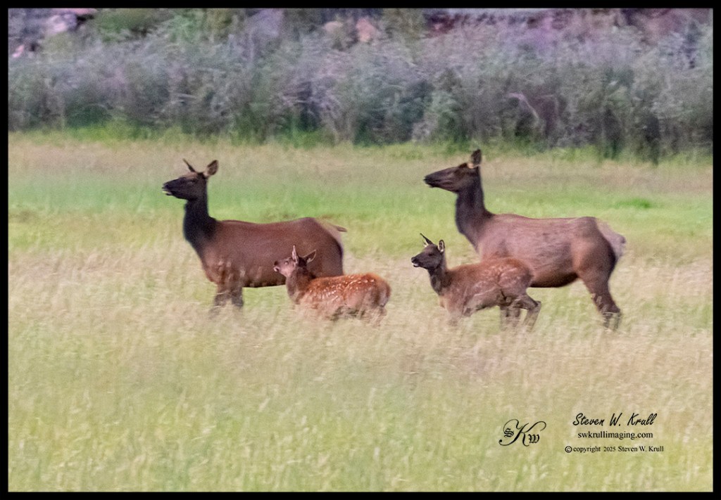 Elk Herd