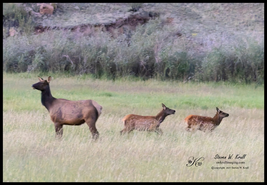Elk Herd 