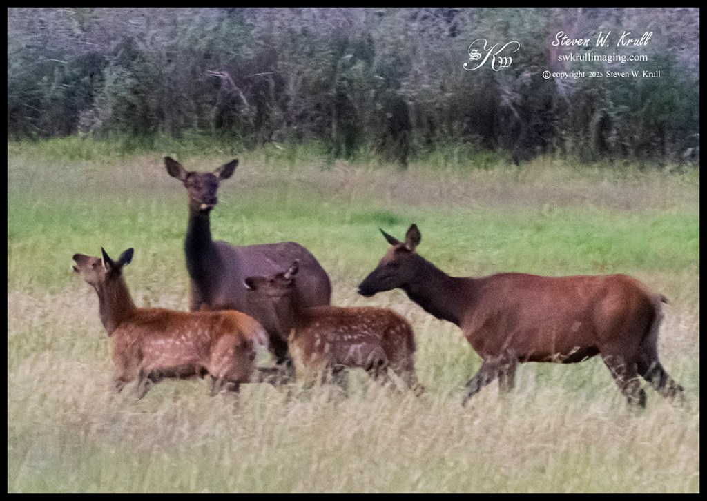 Elk Herd