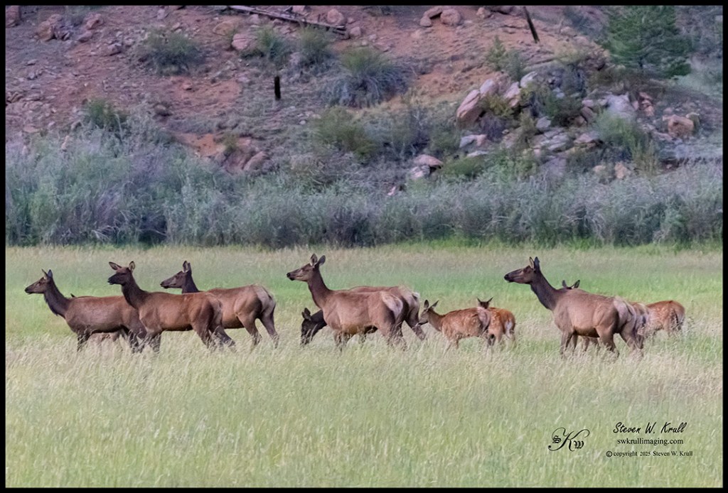 Elk Herd