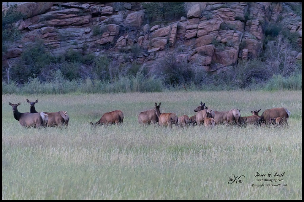 Elk Herd