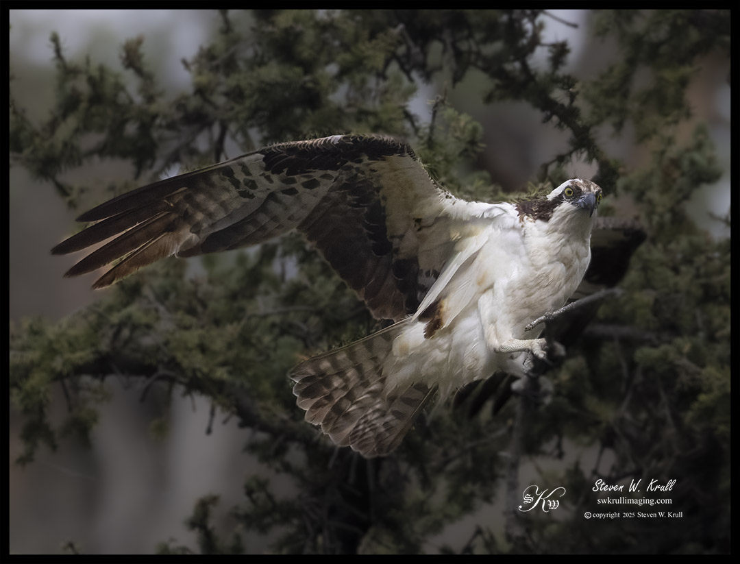 Osprey at Eleven Mile Canyon