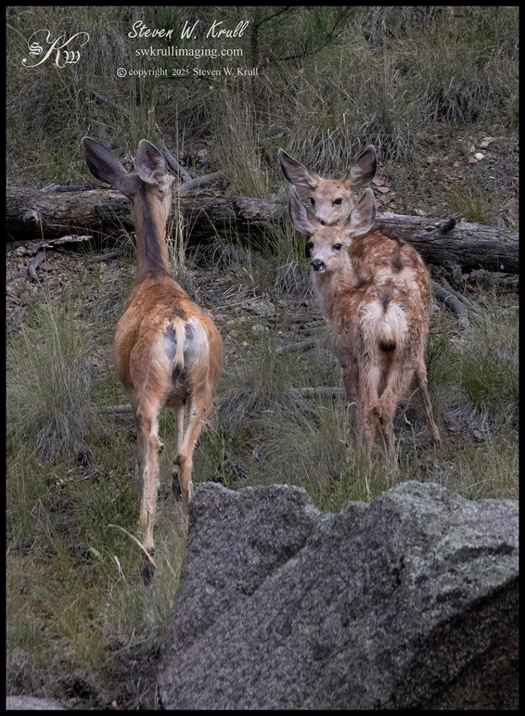 Mama Deer and Two Fawns