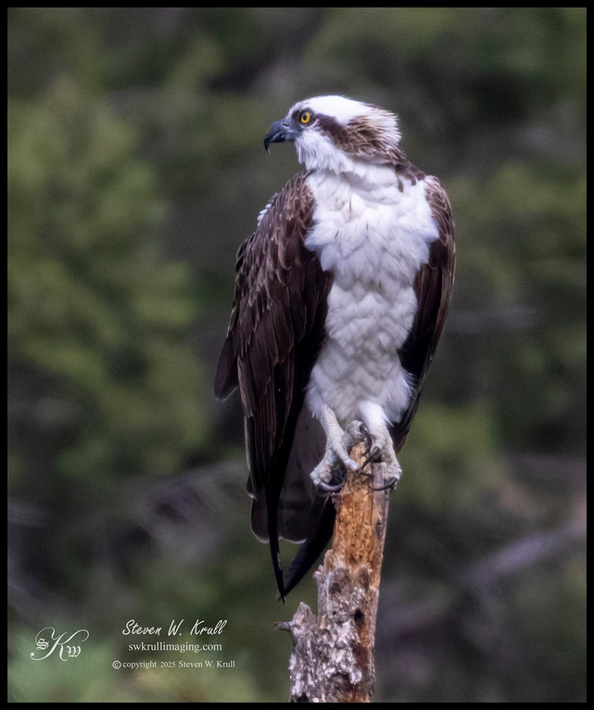 Colorado Osprey