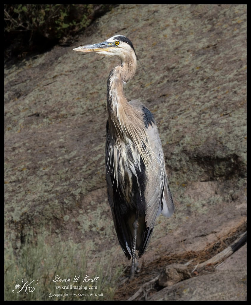 Great Blue Heron