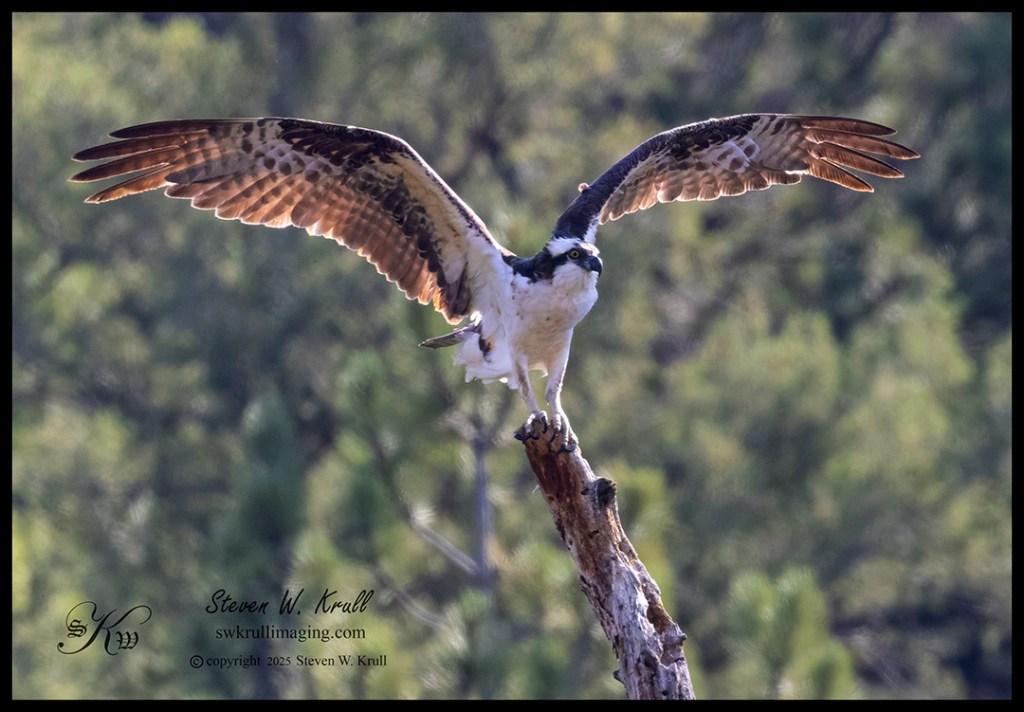 Colorado Osprey