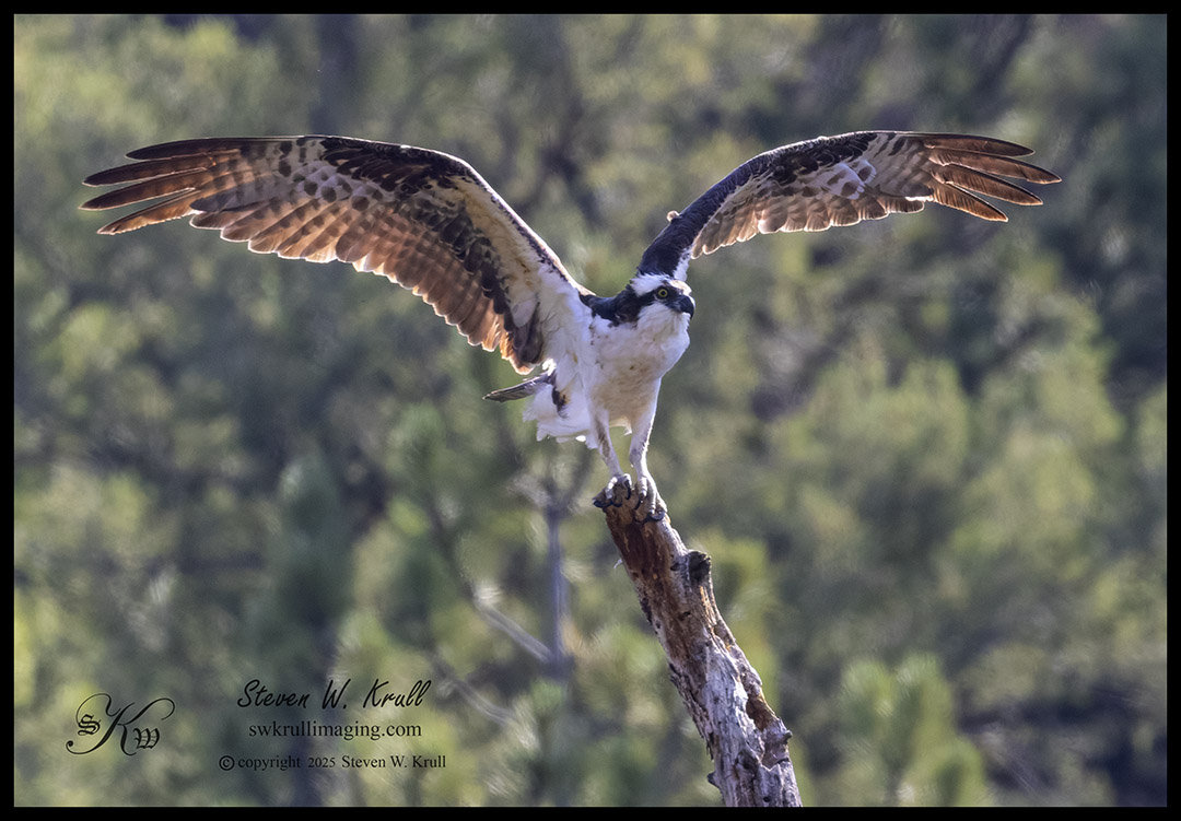 Colorado Osprey