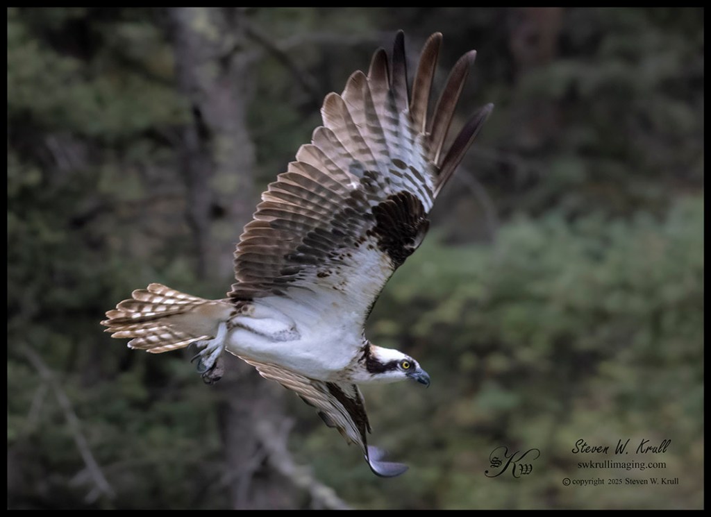 Colorado Osprey