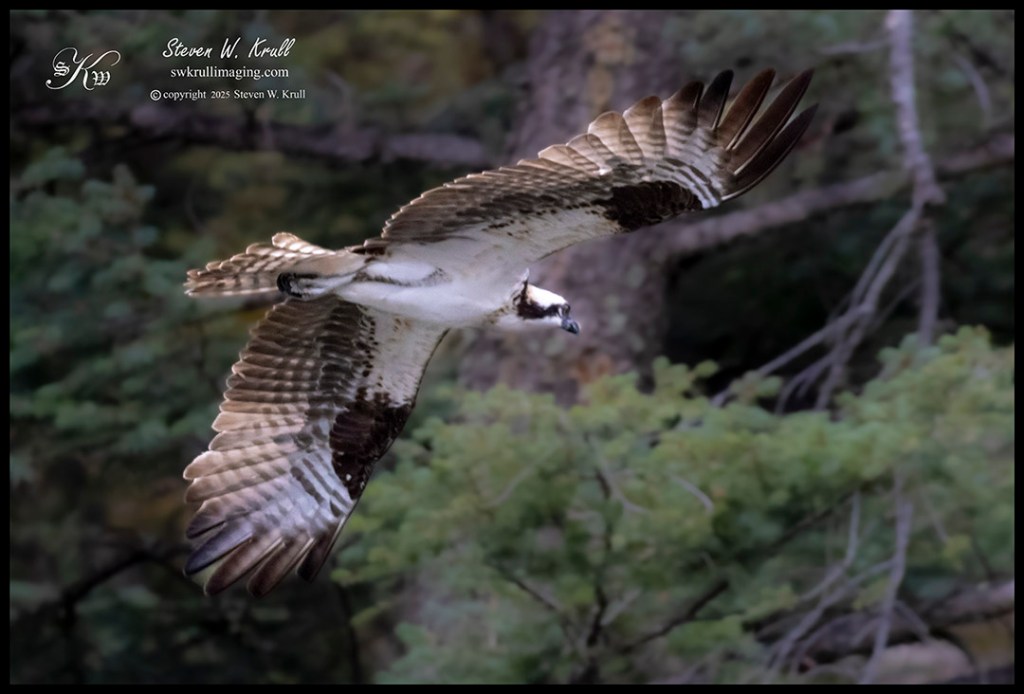 Colorado Osprey