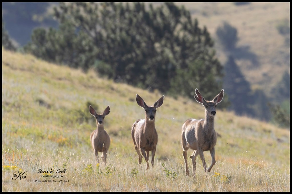 Mule Deer Does