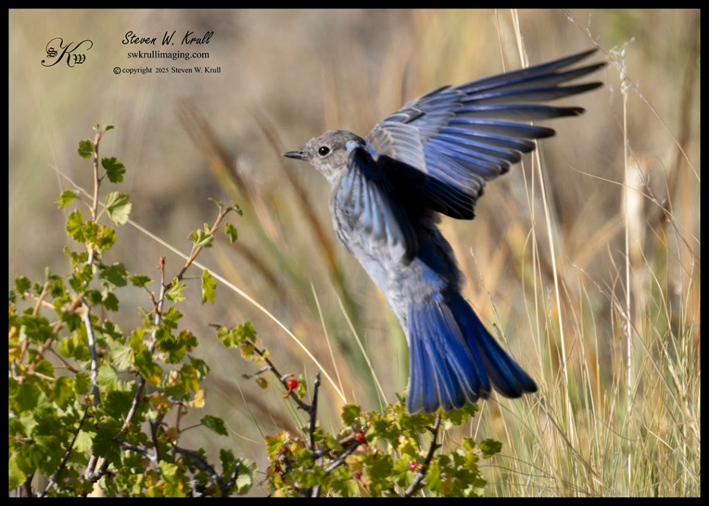 Mountain Bluebird in Flight