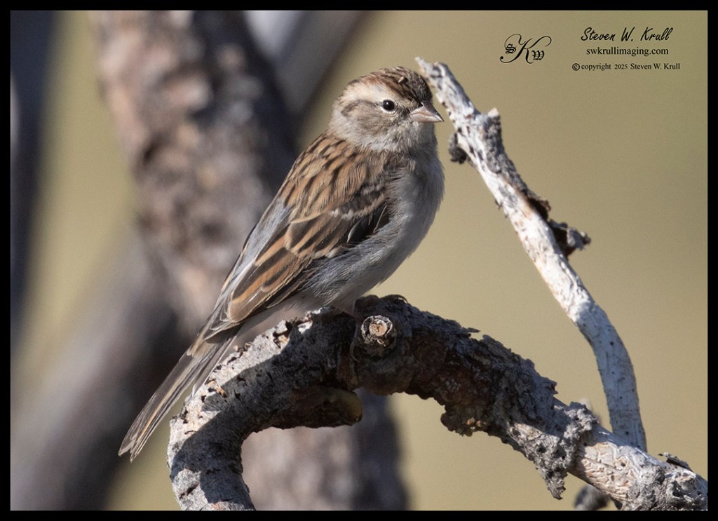 chipping sparrow