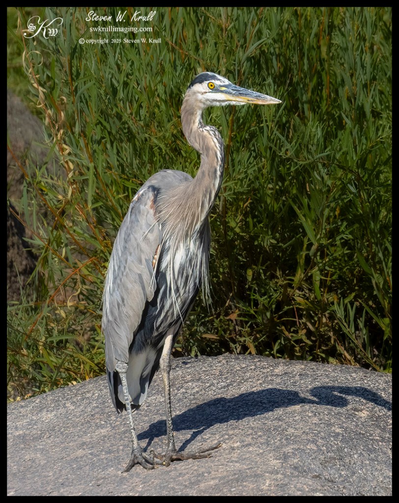 Great Blue Heron