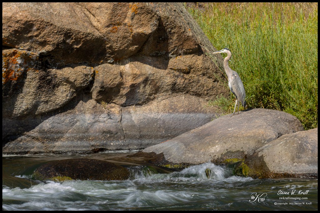 Great Blue Heron