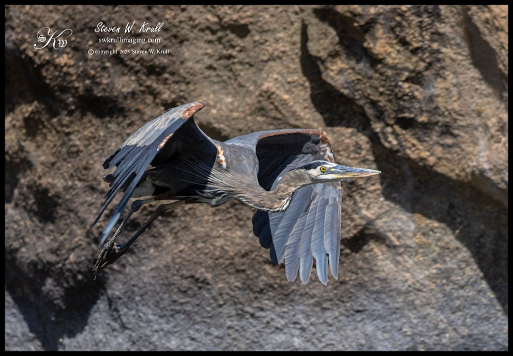 Great Blue Heron